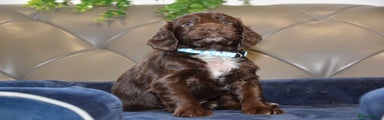 Cocker Spaniel Puppy 3
