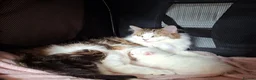 Mixed Breed cats for sale: 🐾Long haired ragdol cross kitten🐾 - Advert 6