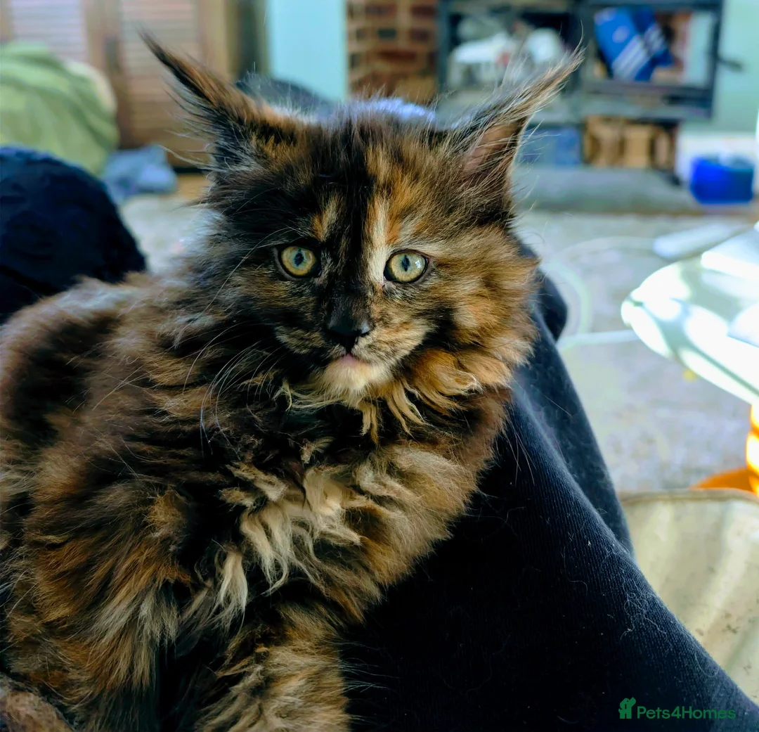 Maine Coon cats for sale: Stunning maine coon kittens  - Advert 4