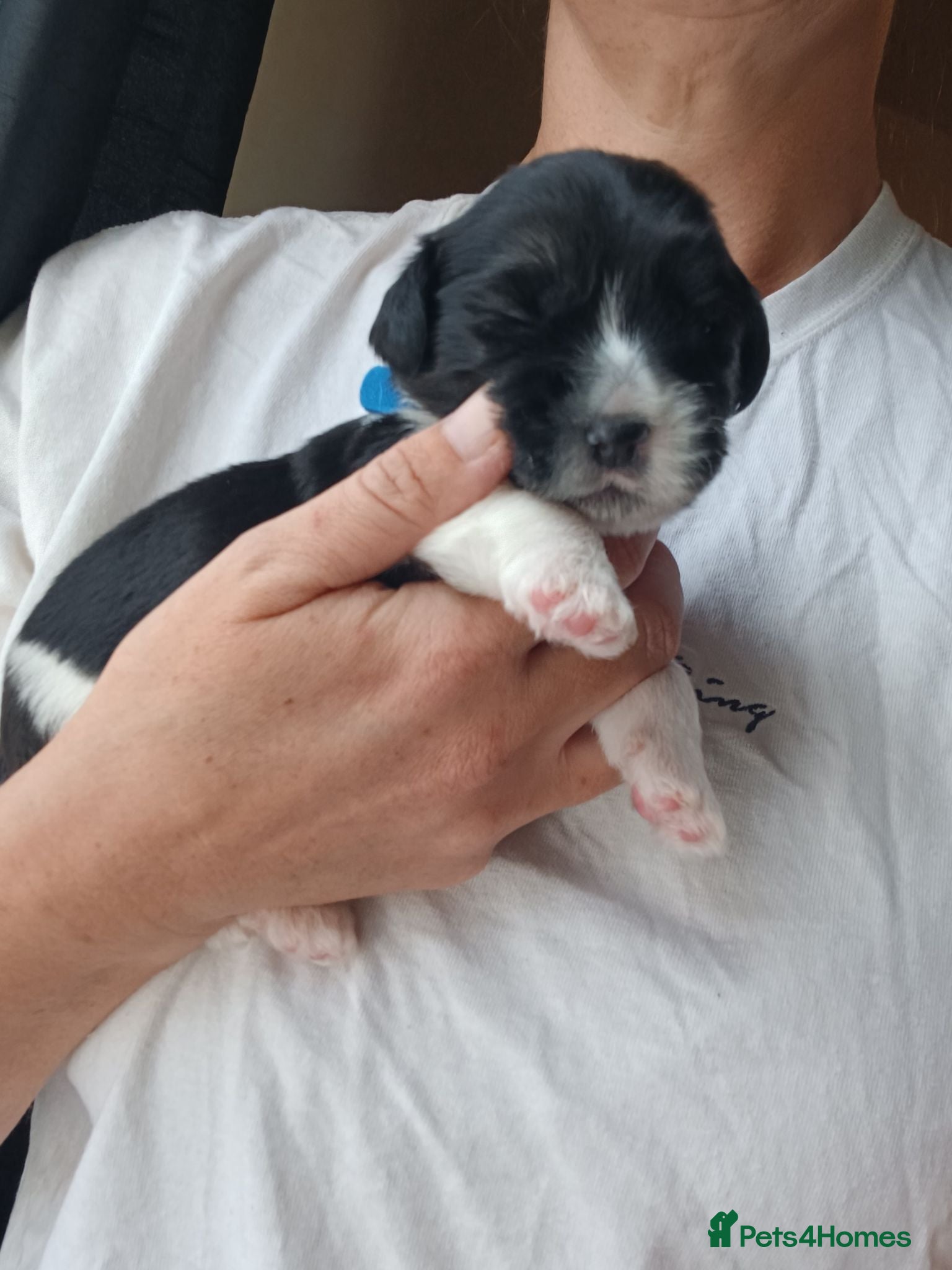 Mixed Breed dogs Puppies for sale male female small breed boy girl  - Advert 16