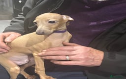 Italian Greyhound dogs for sale: Cream and fawn collection of autumn beauties  - Image 10