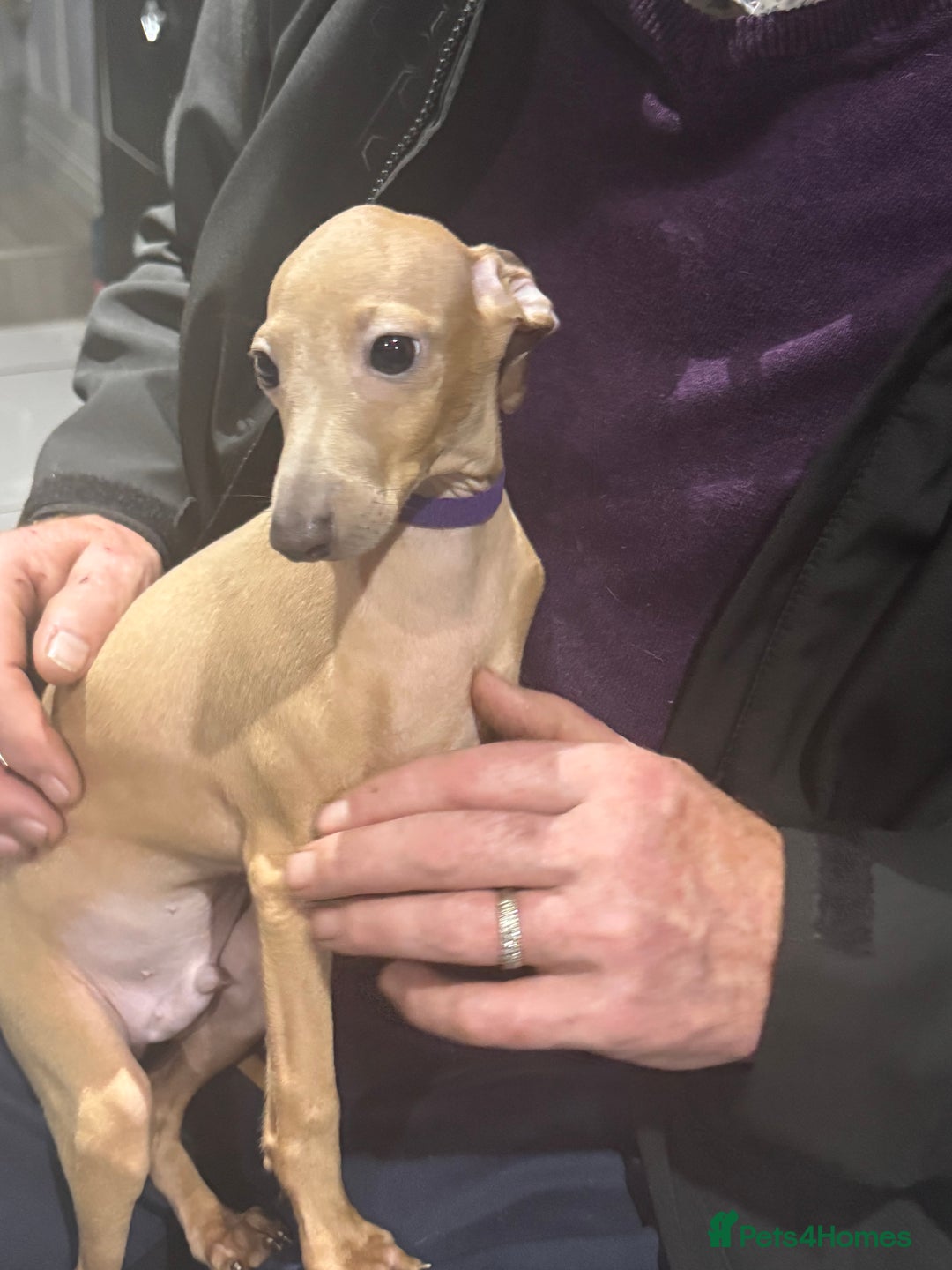 Italian Greyhound dogs for sale: Cream and fawn collection of autumn beauties  - Image 10