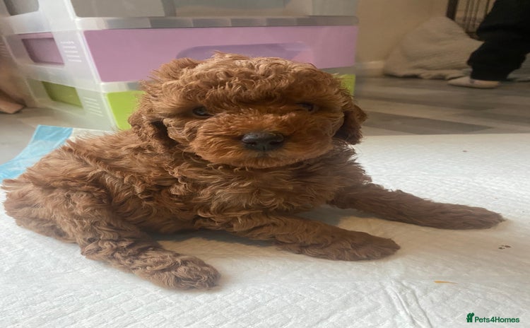 Cavapoo dogs - Advert 3