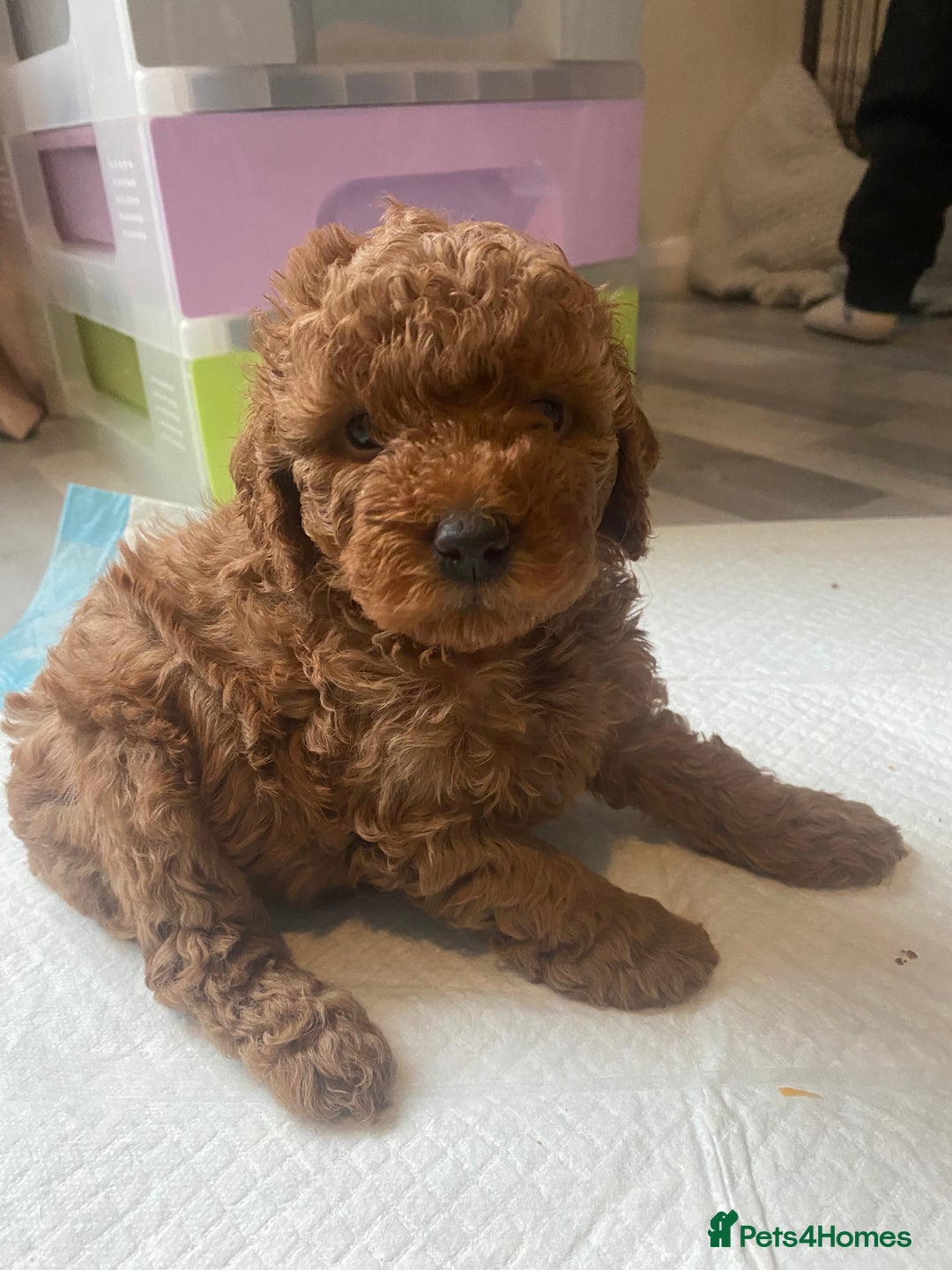 Cavapoo dogs for sale: Cavapoo puppy ready 21st October 1 girl left  - Advert 16