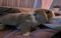 Mini Lop rabbits for sale: Beautiful Mini Lop Available - Image 2