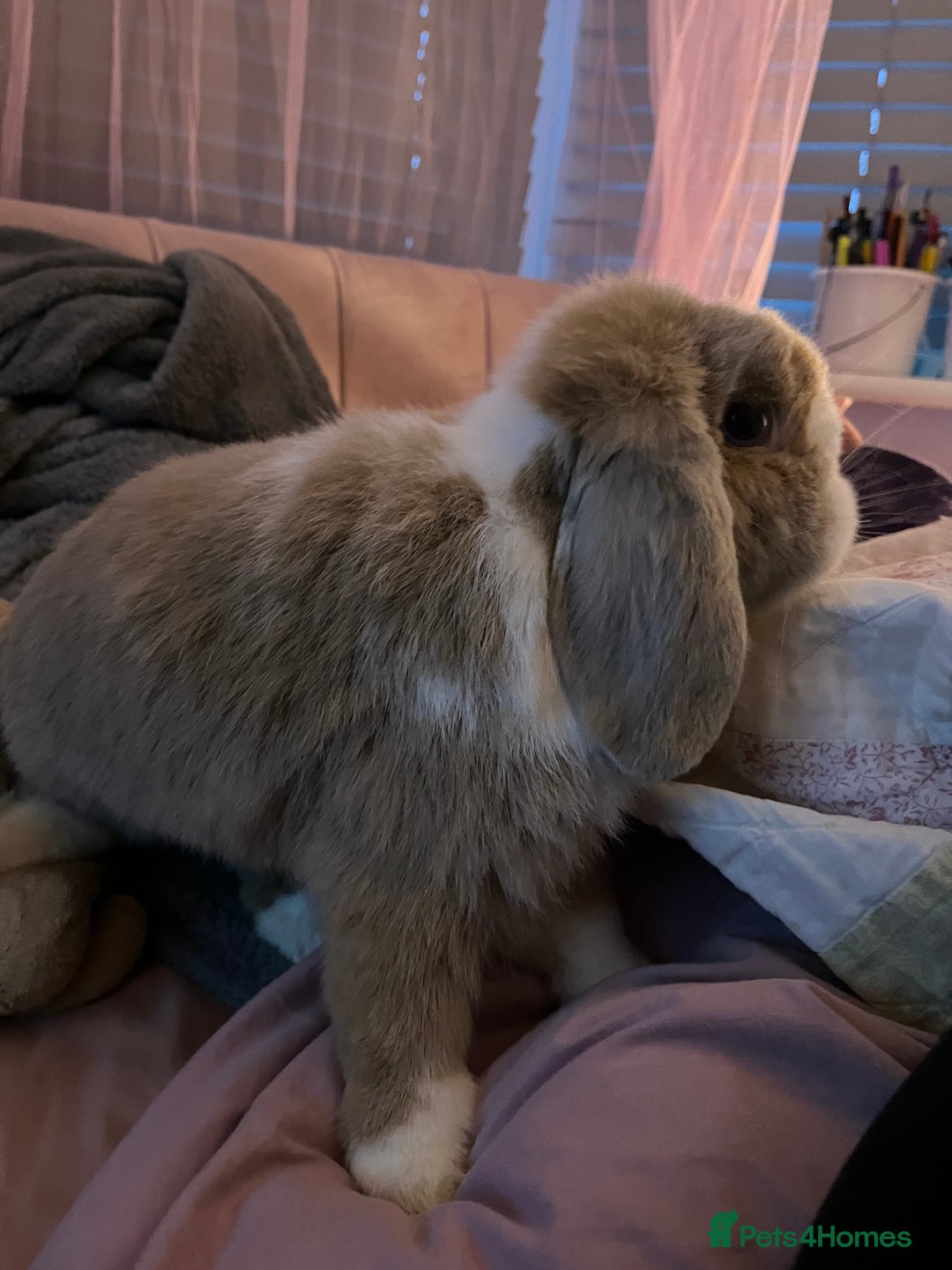 Mini Lop rabbits for sale: Beautiful Mini Lop Available - Image 2