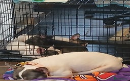 French Bulldog dogs for sale: Gorgeous french bulldog boys  - Image 9