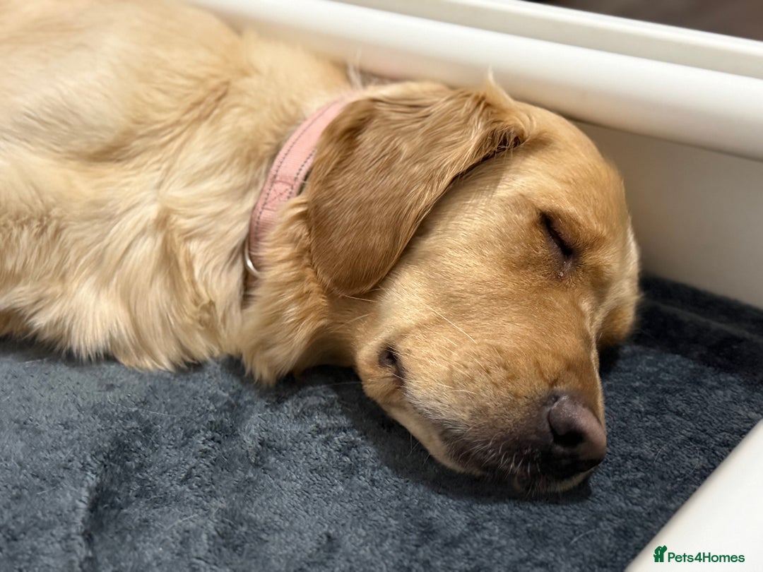 Golden Retriever dogs for sale: KC Golden Retriever Puppies - The Stranger Gang  - Advert 2