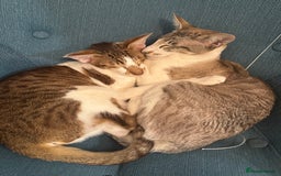 Peterbald cats for sale: Theo and Lewis (ginger )  - Image 6