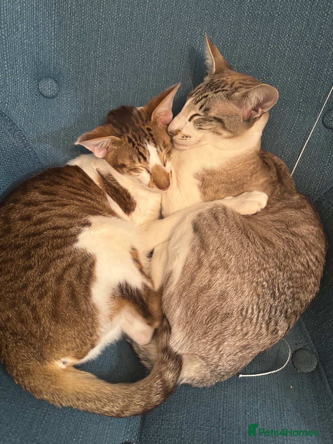 Peterbald cats for sale: Theo and Lewis (ginger )  - Image 6