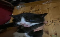 British Shorthair cats for sale: A black and white kitten  - Image 5