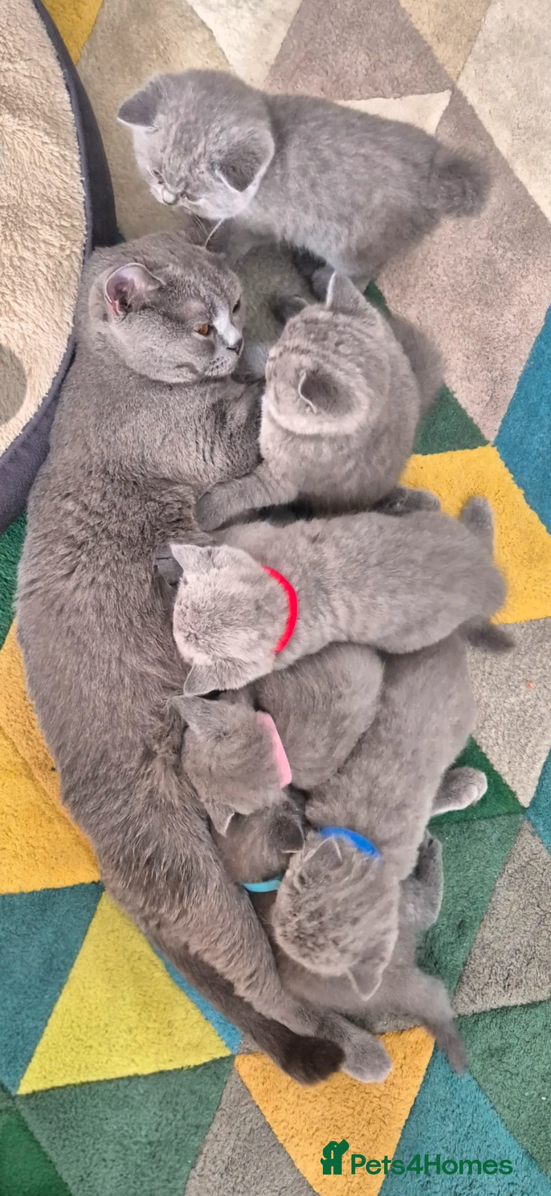 British Shorthair cats for sale: 🐾British Shorthair Kittens Top&Finest Quality  - Advert 1