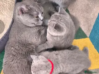 British Shorthair cats 🐾British Shorthair Kittens Top&Finest Quality - Advert 4