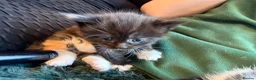 Domestic Shorthair cats for sale: Adorable kittens - Advert 8