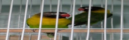 Lovebirds birds for sale: Masked lovebirds plus cage - Advert 1