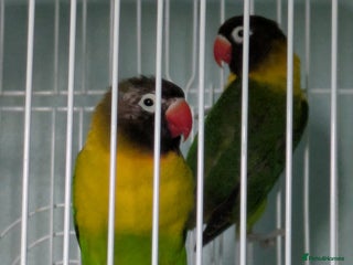 Lovebirds birds Masked lovebirds plus cage - Advert 2