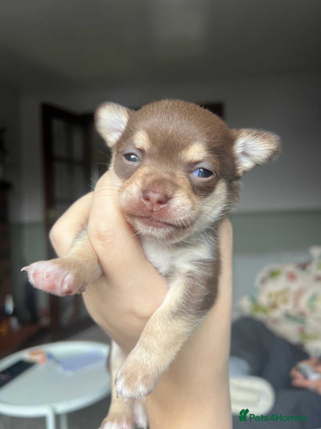 Chihuahua dogs for sale: Chocolate & tan female - Advert 7