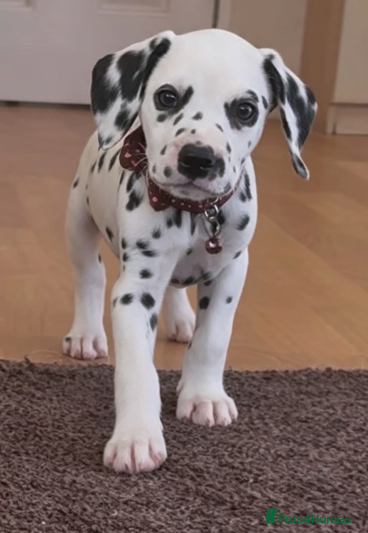 Dalmatian dogs Beautiful Dalmatian puppies ready to reserve  - Advert 2