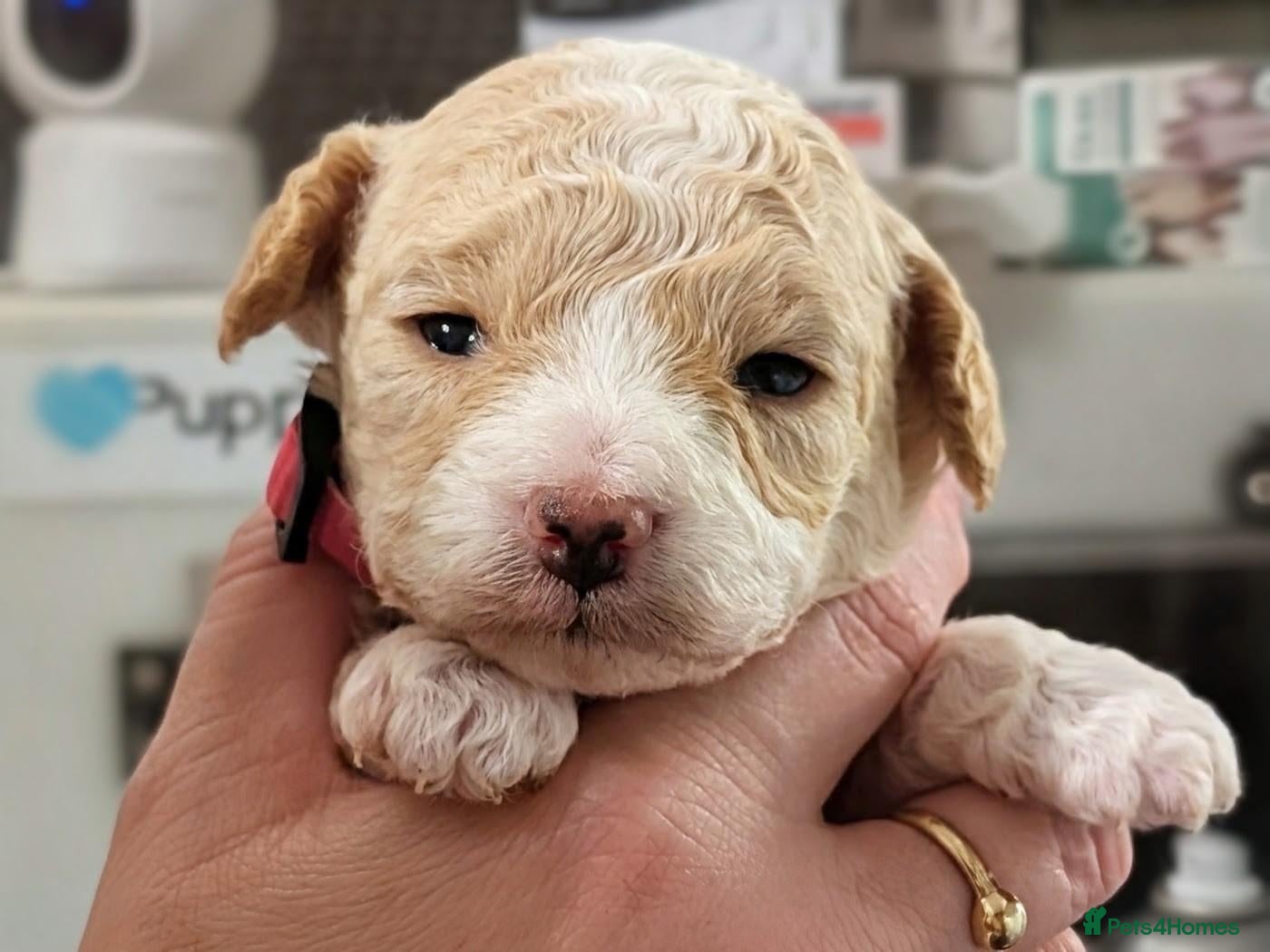 Cavapoo dogs for sale: Stunning Markings F1B Toy Cavapoo puppies  - Advert 7