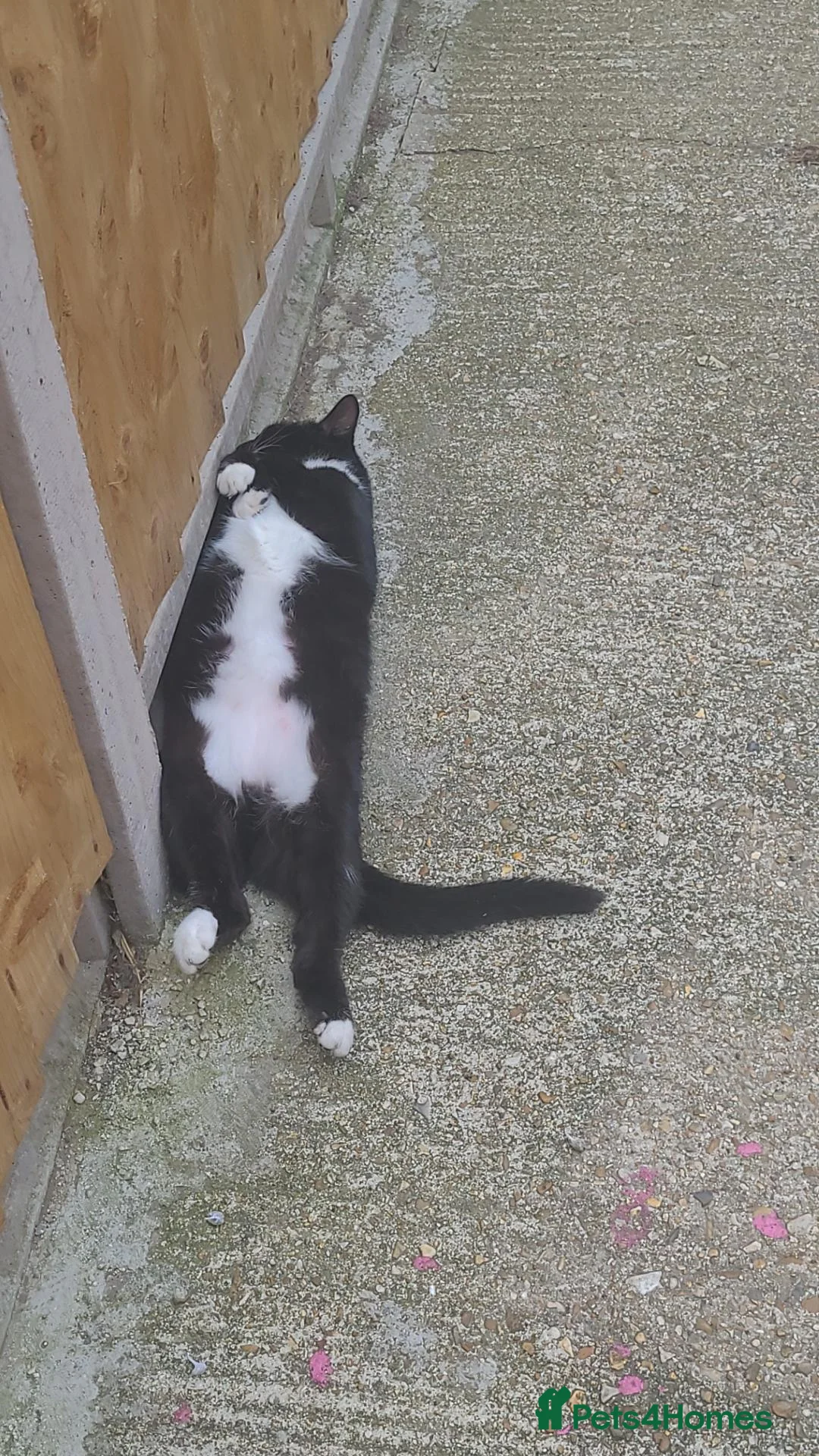 Domestic Shorthair cats for sale: Socks and Kleo in Croydon - Advert 3