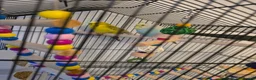 Budgerigars birds for sale: Femal and male budgies in Bristol - Advert 1