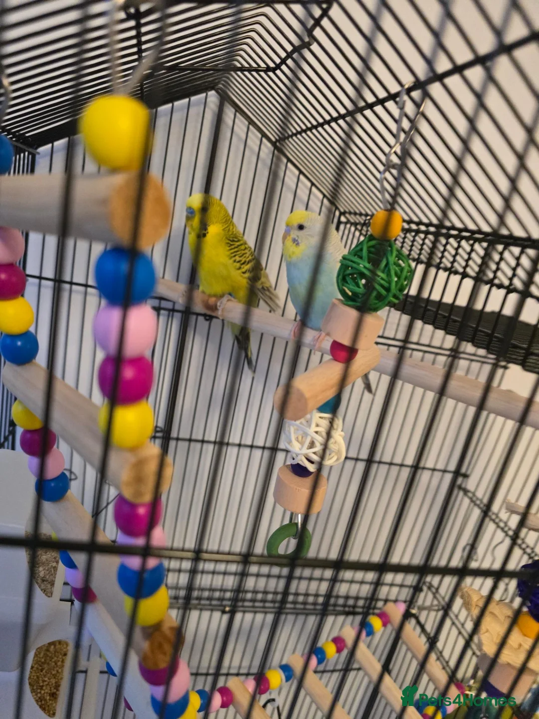 Budgerigars birds for sale: Femal and male budgies in Bristol - Advert 1