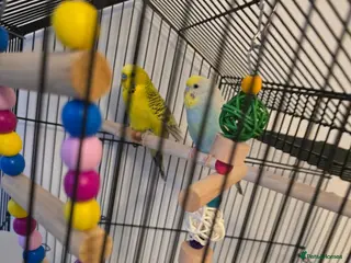Budgerigars birds Femal and male budgies - Advert 2