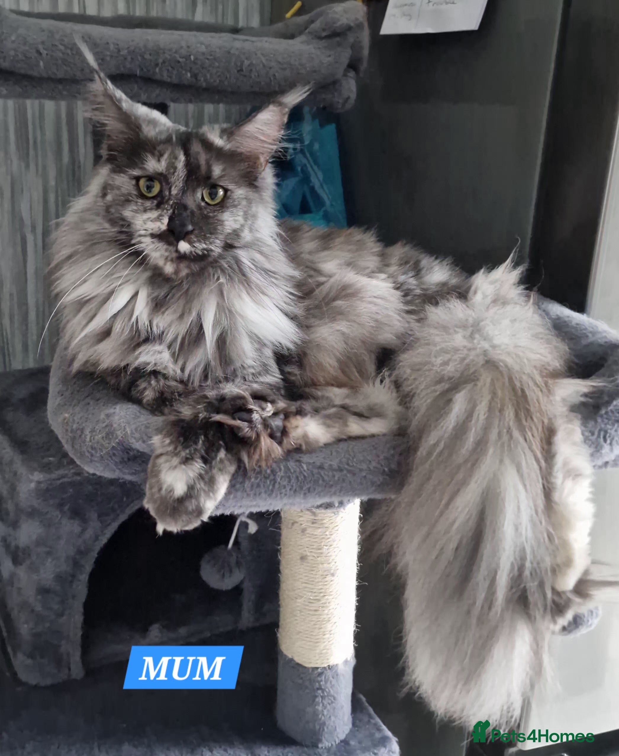 Misty willow