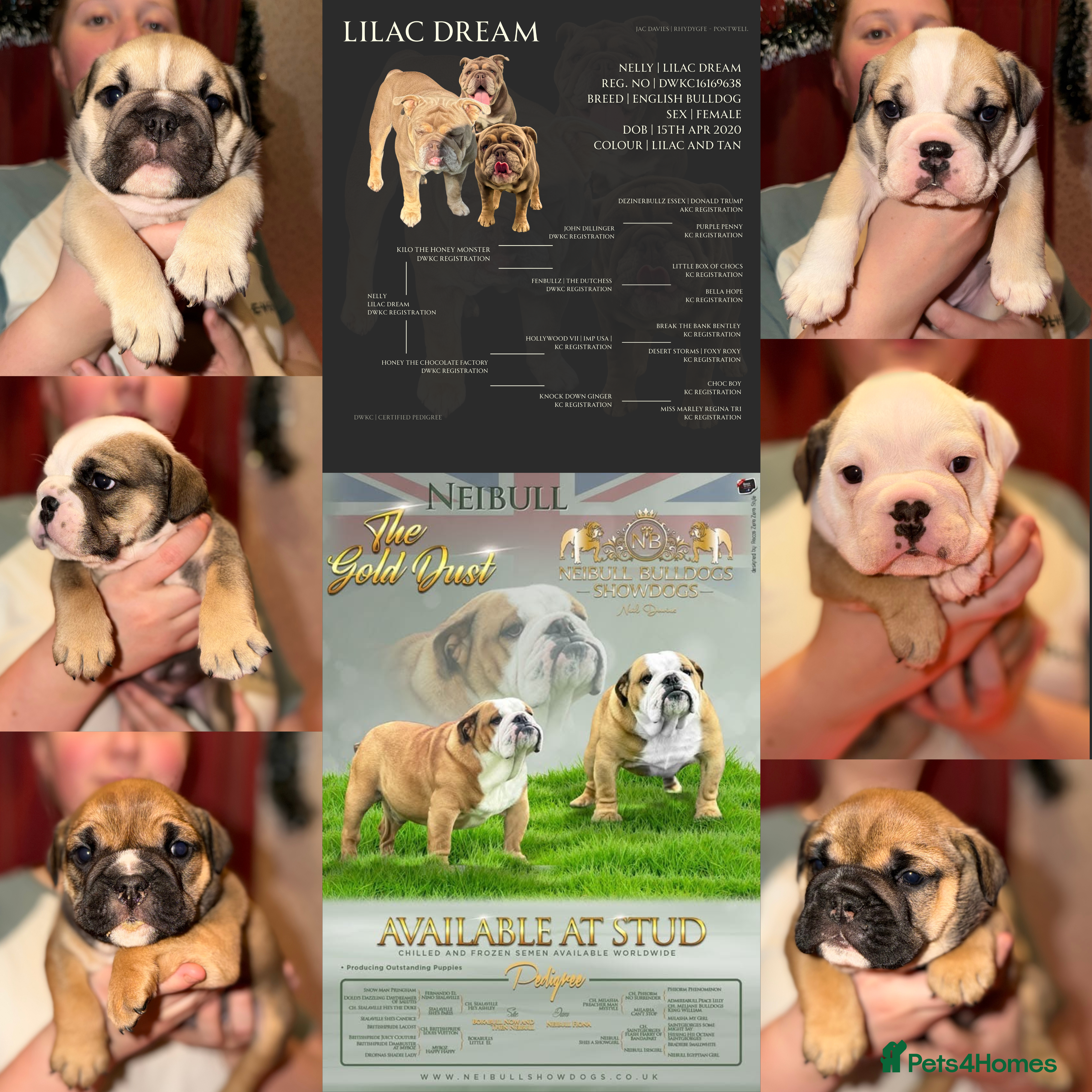 English Bulldog dogs English Bulldog Puppies Coloured  - Advert 1