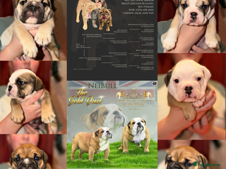 English Bulldog dogs English Bulldog Puppies Coloured - Advert 1