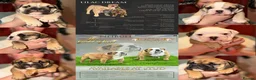 English Bulldog dogs for sale: English Bulldog Puppies Rare Coloured Ready now! - Advert 4