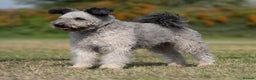 Hungarian Pumi dogs for sale: Rare Breed  - Advert 4