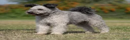 Hungarian Pumi dogs for sale: Rare Breed  - Advert 4