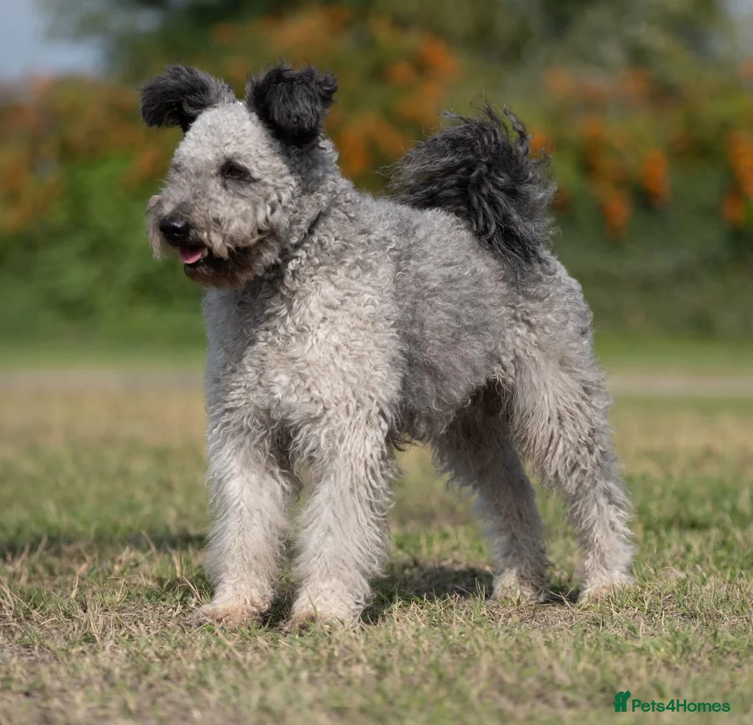Hungarian Pumi dogs for sale: Rare Breed  - Advert 4