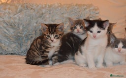 Mixed Breed cats for sale: 6 Adorable Playful Kittens for Sale - Image 17
