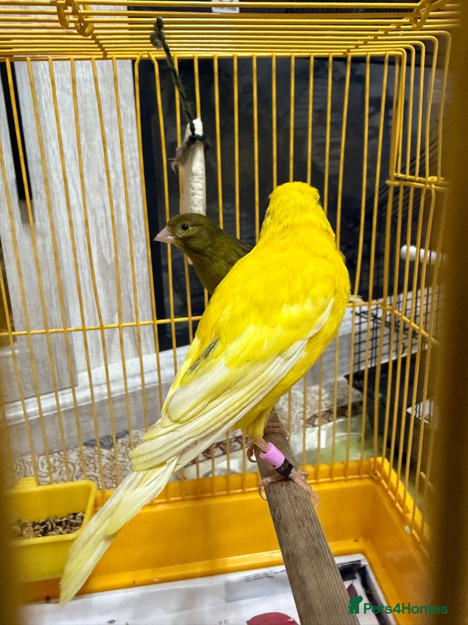 Lovebirds birds Male  - Advert 7