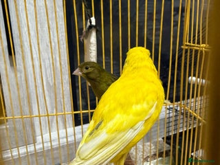 Lovebirds birds Male - Advert 7