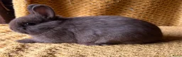 Netherland Dwarf rabbits for sale: Stunning Netherland dwarf babies  - Advert 8