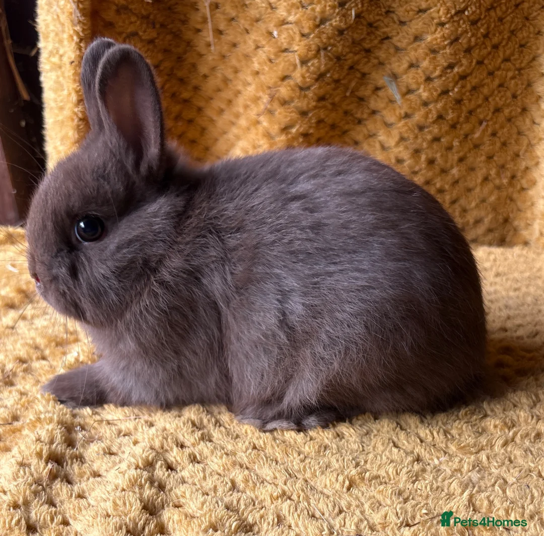 Netherland Dwarf rabbits for sale: Stunning Netherland dwarf babies  - Advert 8