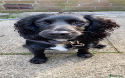 Cocker Spaniel dogs for stud: KC registered Cocker Spaniel Striker for stud - Image 10