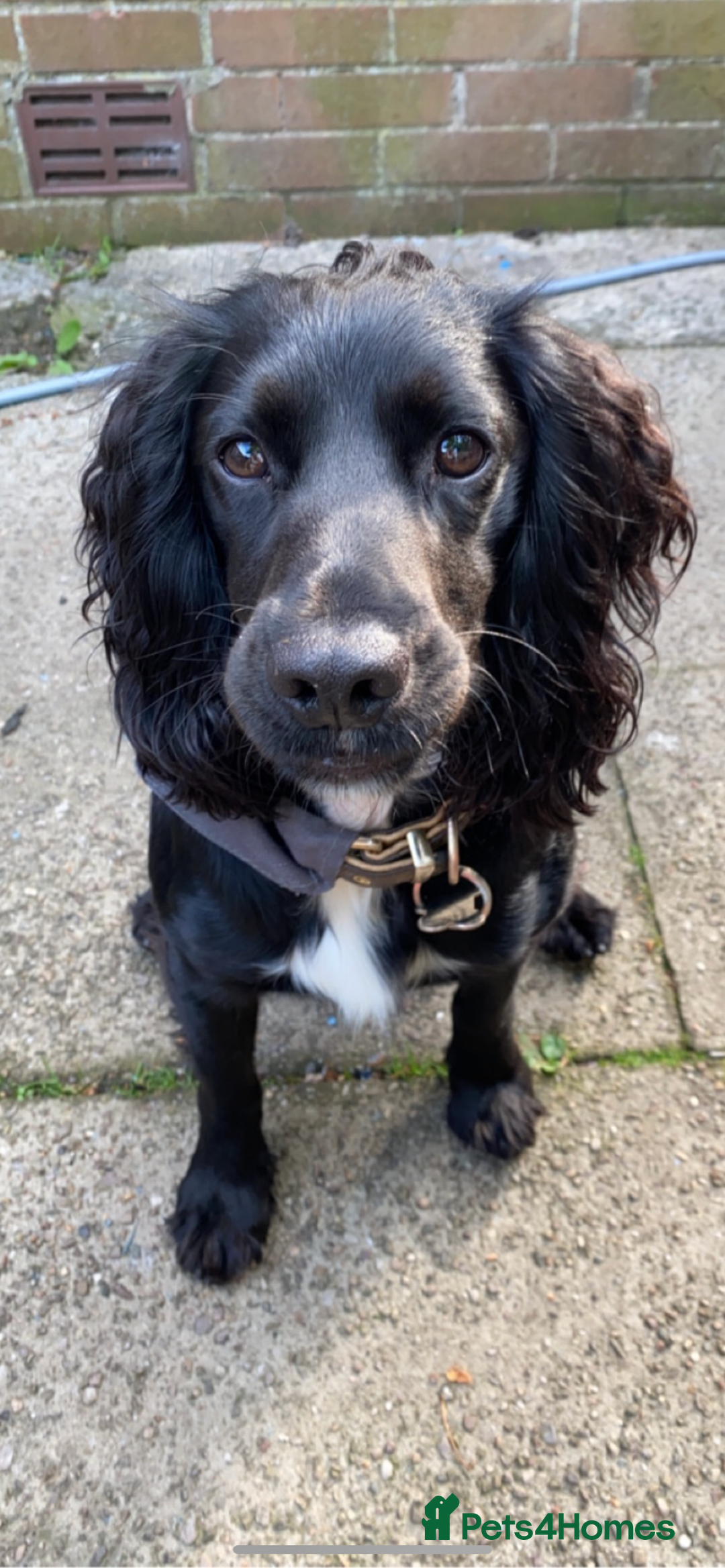 Cocker Spaniel dogs for stud: KC registered Cocker Spaniel Striker for stud - Image 10