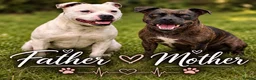 Staffordshire Bull Terrier dogs for sale: 🐾KC REGISTERED STAFFORDSHIRE BULL TERRIER  🐾 - Advert 9