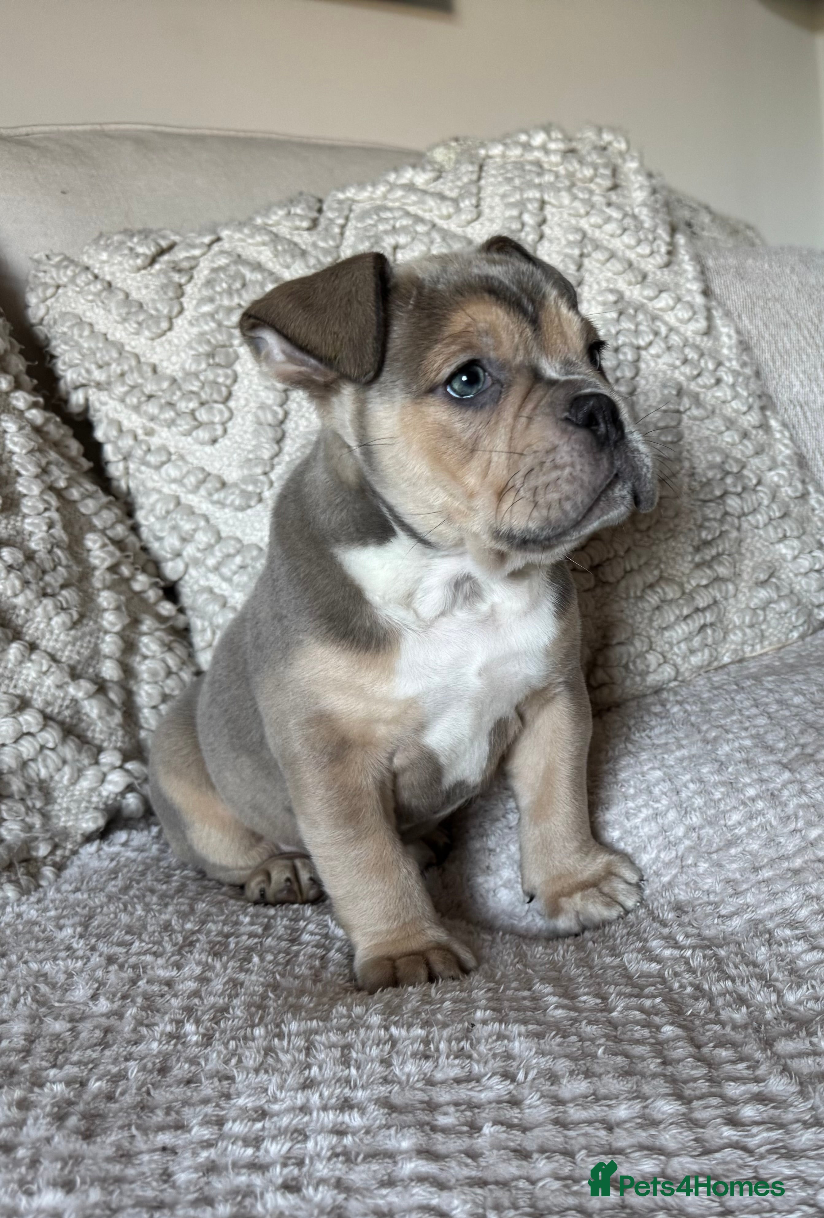 Olde English Bulldogge dogs Stunning Olde English Bulldog puppies - Advert 1