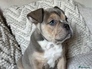 Olde English Bulldogge dogs Stunning Olde English Bulldog puppies - Advert 2
