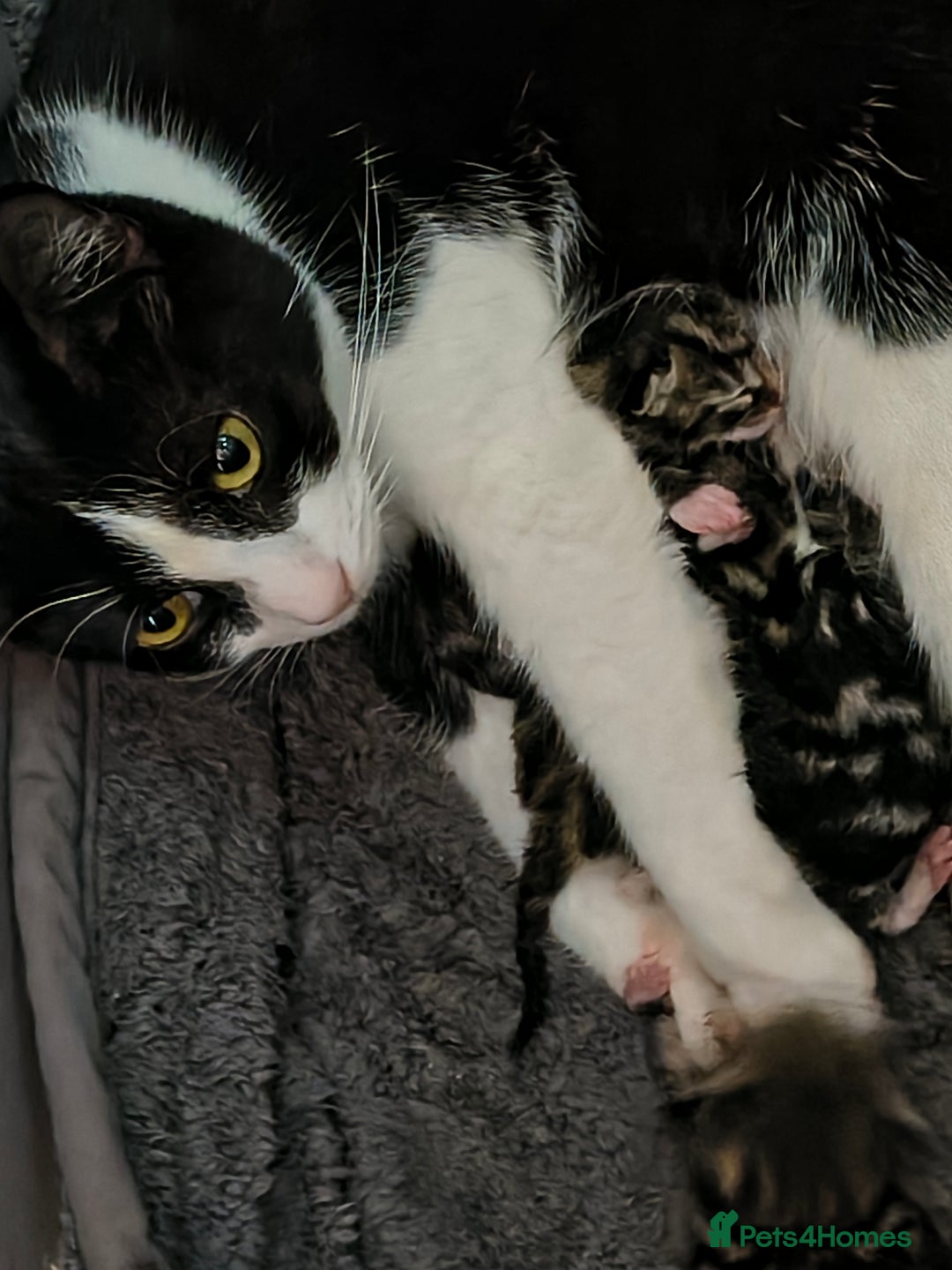 Domestic Shorthair cats for sale: Male kitten - Advert 2