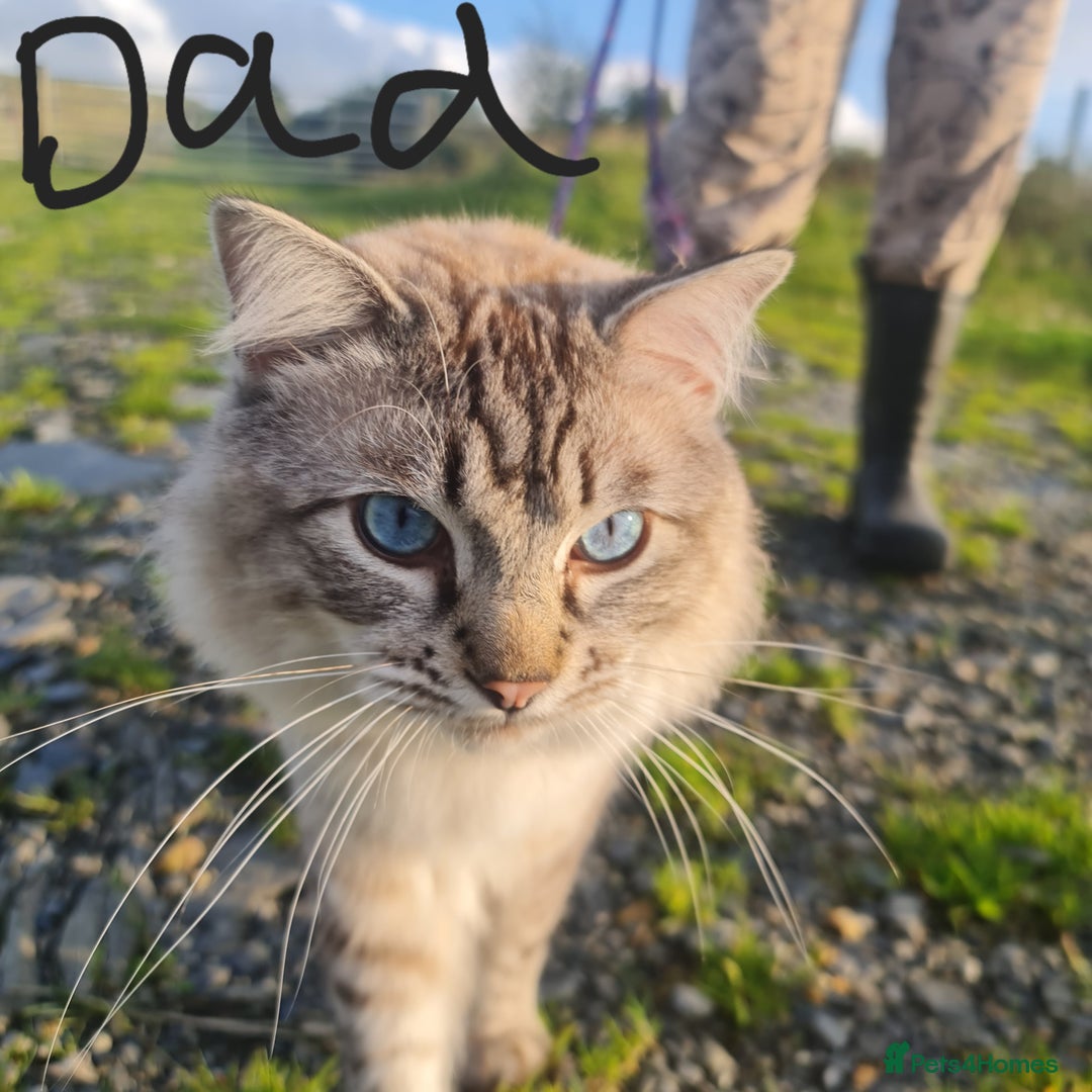 Bengal cats for sale: Cuddly charity donation pay monthly - Image 18