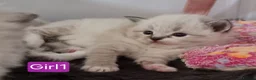 Ragdoll cats for sale: 🐾 Beautiful Ragdoll Kittens looking for homes 🐾 - Advert 12