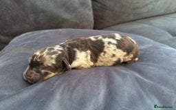 Labradoodle dogs for sale:  Rare Merle Labradoodle Puppies ready 25/10/25 - Image 18