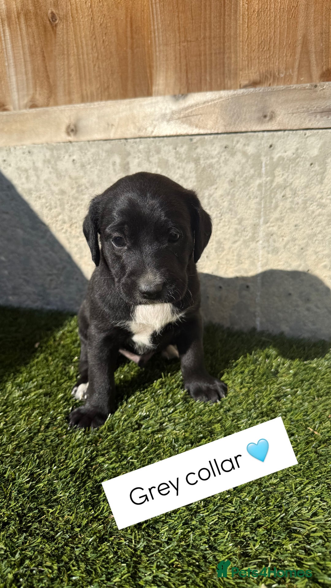 Jackapoo dogs for sale: Beautiful Jackapoo Puppies 🖤🖤🖤 - Image 7