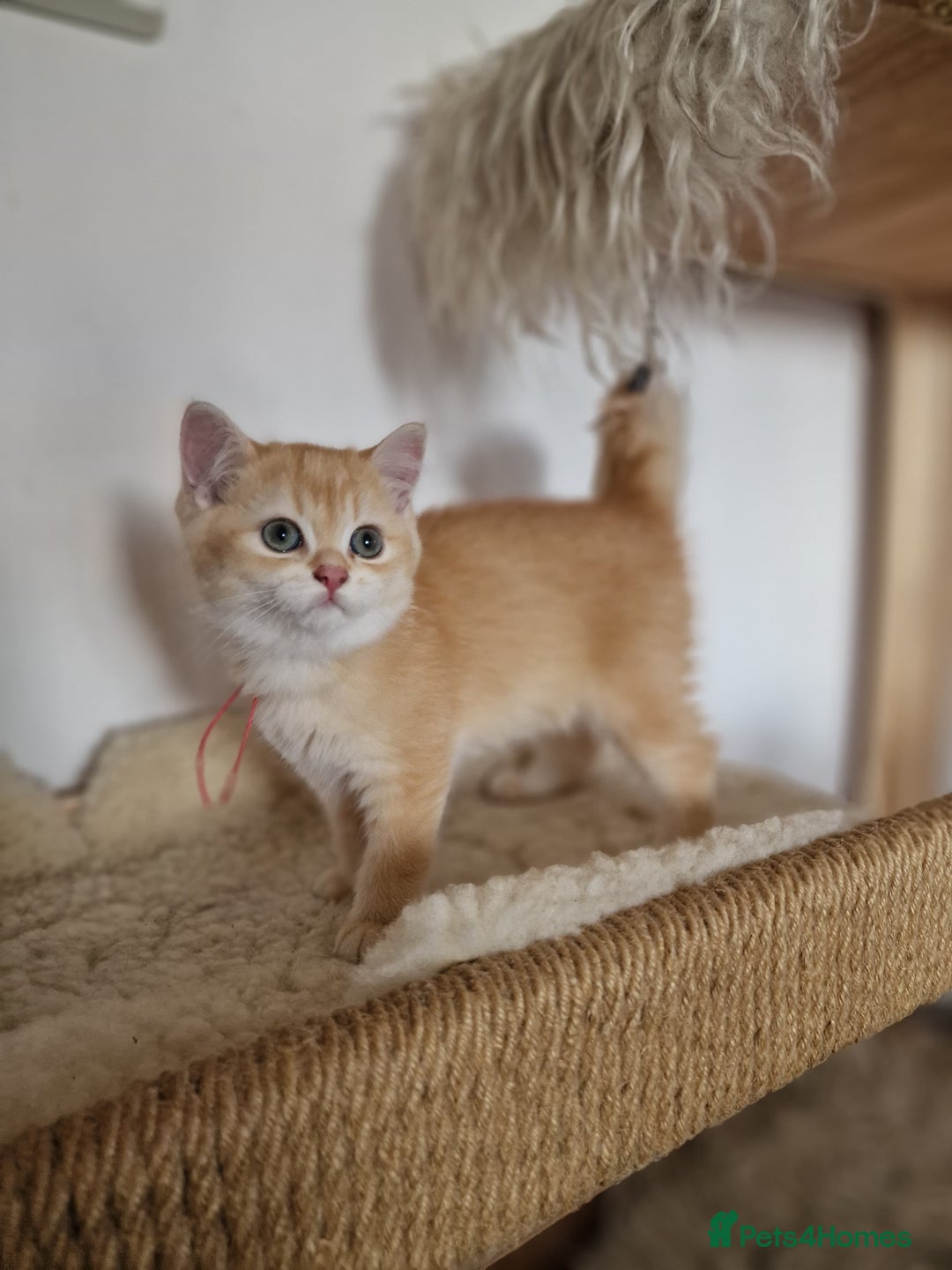 British Shorthair cats for sale: PEDIGREE BRITISH SHORT HAIR READY NOW !!! - Image 8